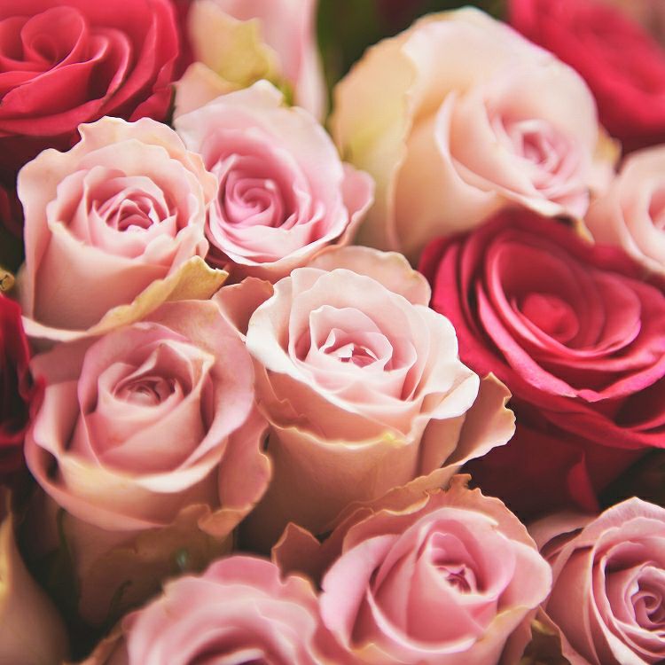バラの花束 産地厳選 ピンク薔薇30本 リンクフローリスト