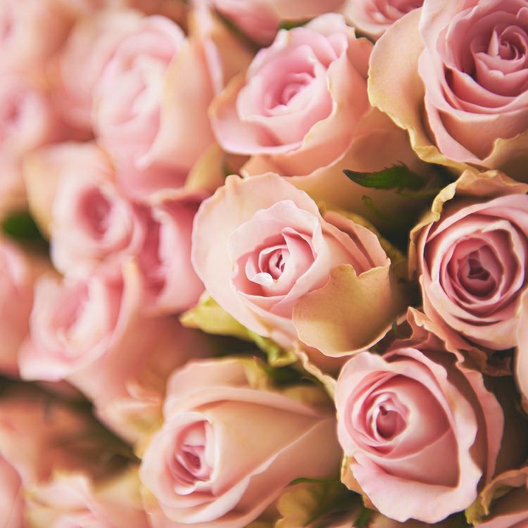 バラの花束 産地厳選 ピンク系薔薇30本 | リンクフローリスト