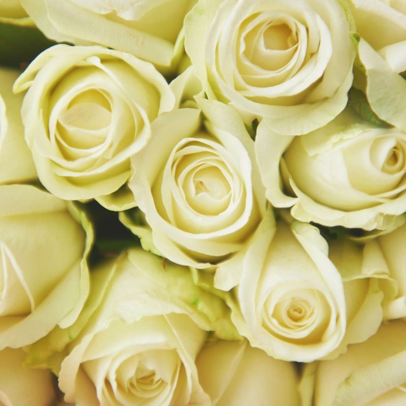 バラの花束 産地厳選 白系薔薇30本 | リンクフローリスト | バラの花束