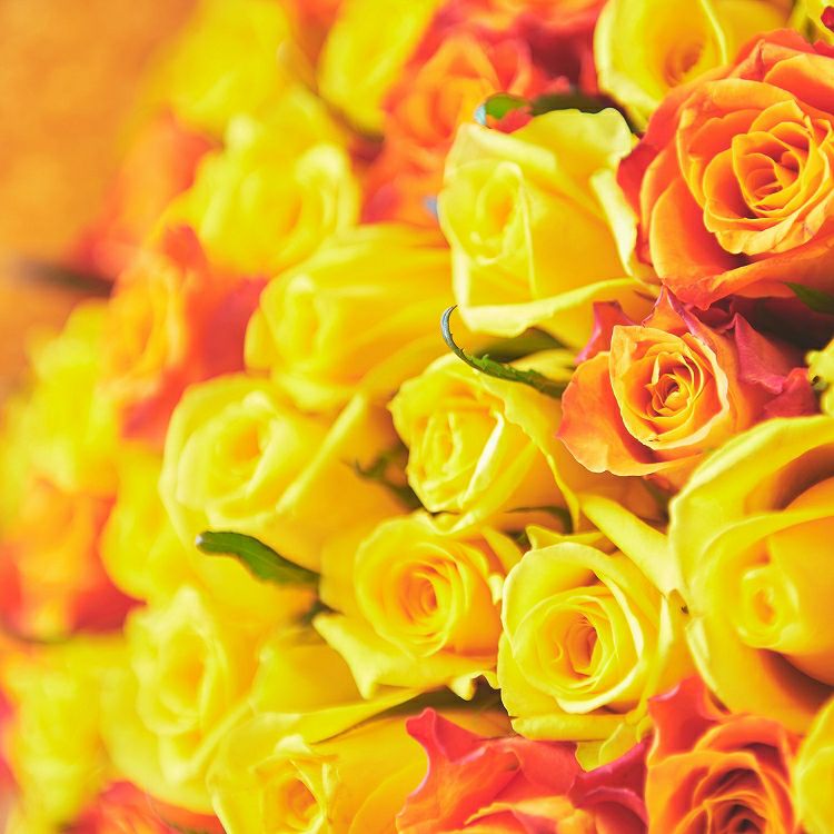 バラの花束 産地厳選 黄色・オレンジ薔薇60本 | リンクフローリスト