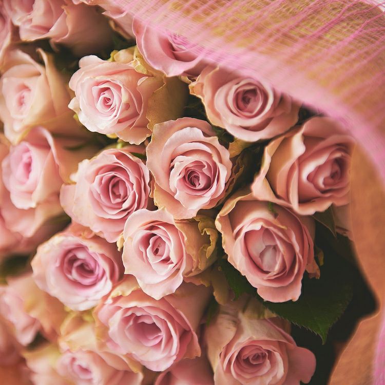 バラの花束 産地厳選 ピンク系薔薇60本 | リンクフローリスト