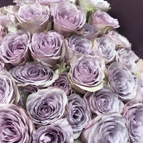 紫のバラの花束ローズ 紫薔薇70本 古希のお祝いにおすすめ | リンク