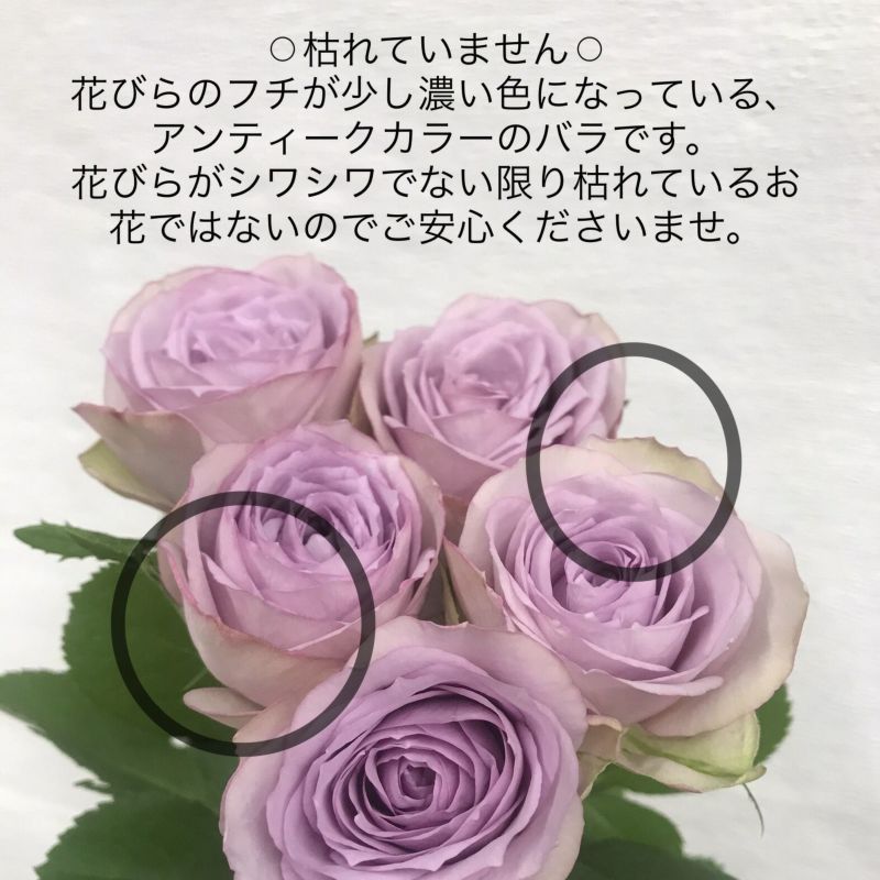 紫のバラの花束ローズ 紫薔薇70本 古希のお祝いにおすすめ リンクフローリスト