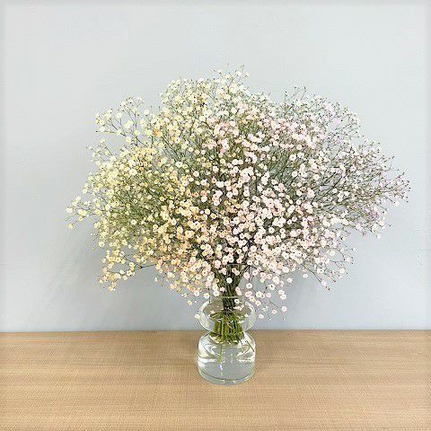 カスミソウの花束パステルレインボーブーケMサイズ | リンクフロー