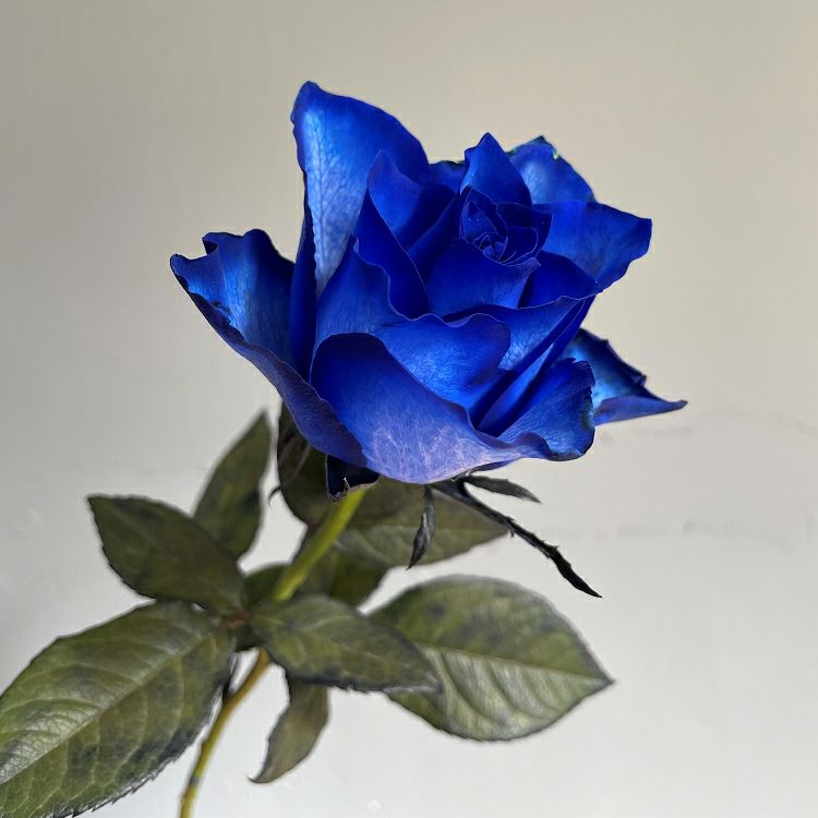 青いバラの花束プレミアムローズ 青薔薇50本の青いバラ花束花言葉「夢 ...