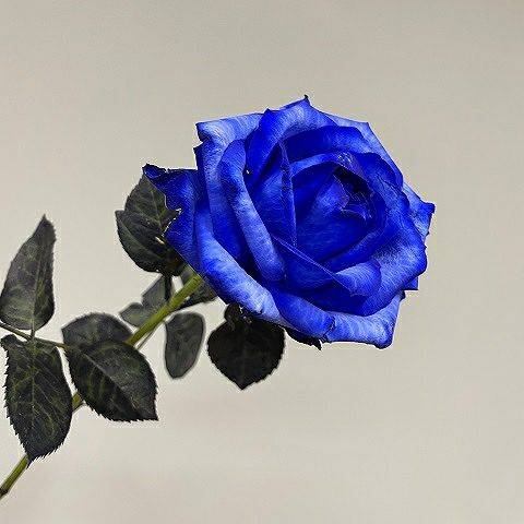 青いバラの花束プレミアムローズ 青薔薇108本の青いバラ花束花言葉 夢叶う 奇跡 リンクフローリスト